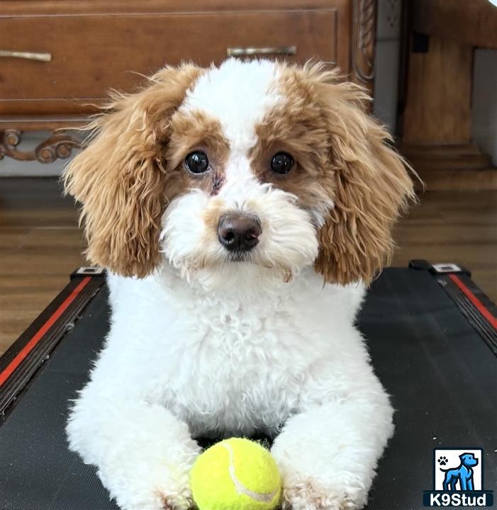 a goldendoodles dog sitting on a couch
