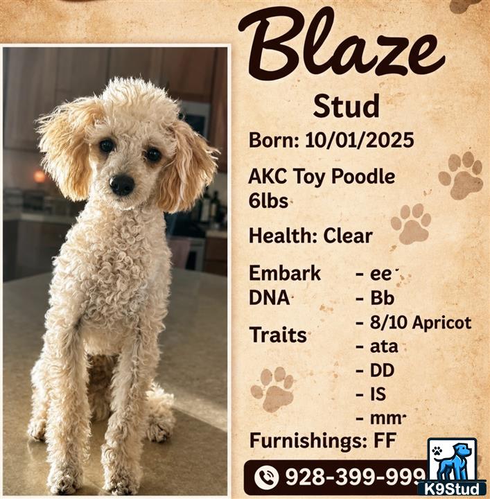 a poodle dog sitting on a carpet
