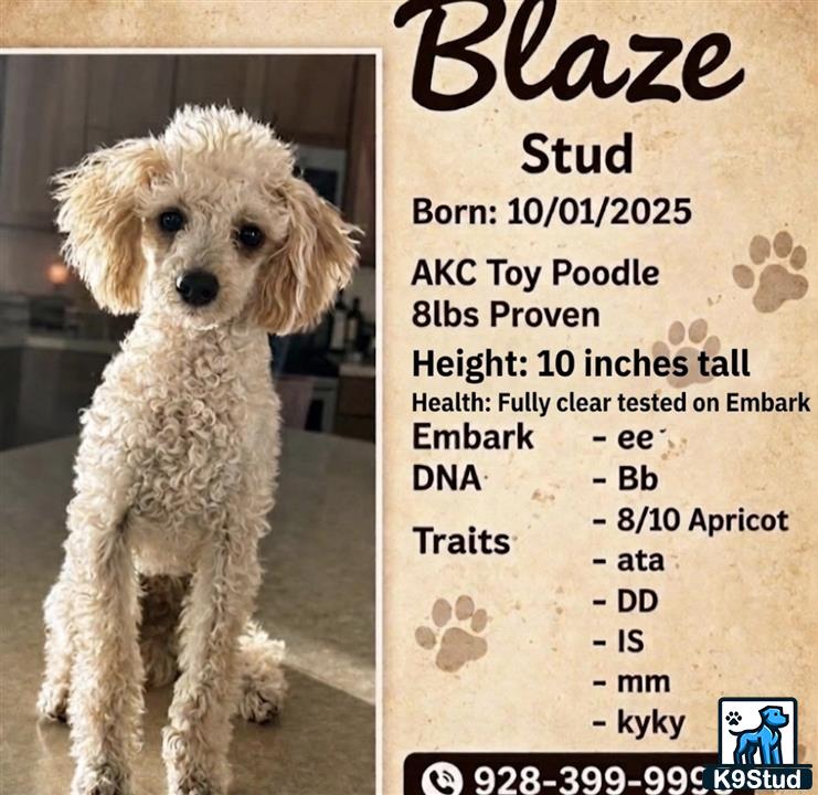 a poodle dog sitting on a carpet