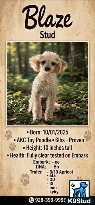 a poodle dog sitting in a grassy area