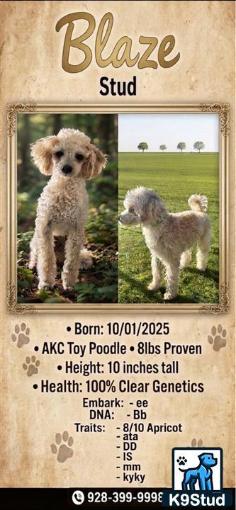 a poodle dog standing on a wood surface