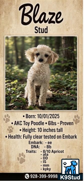 a poodle dog sitting in a bush