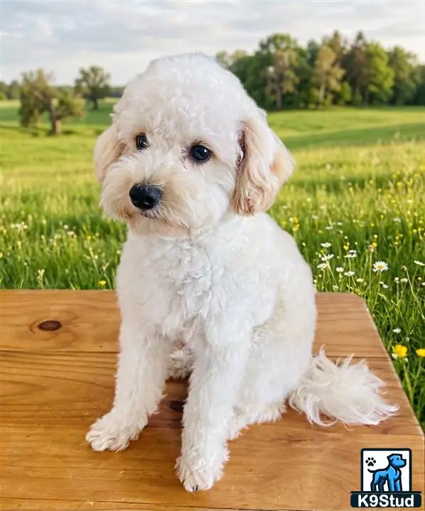 Poodle stud dog: a small white poodle puppy
