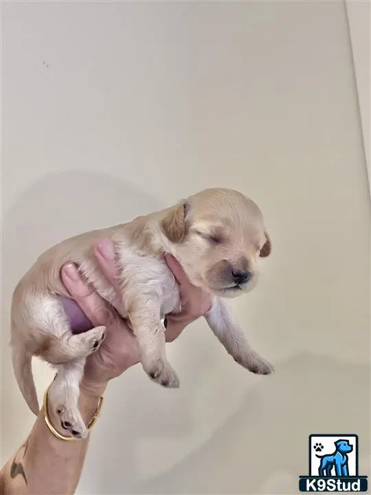 Poodle stud dog: Light-colored puppy being held with eyes closed