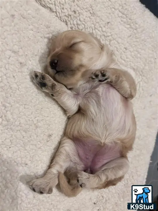 Poodle stud dog: a poodle dog lying on its back
