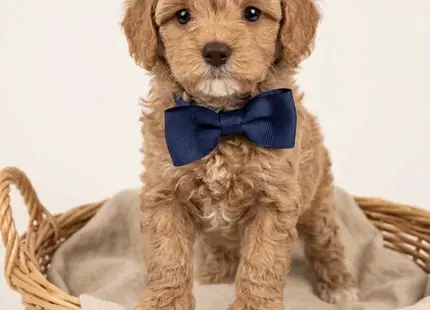 Cavapoo puppy for sale: Light brown Cavapoo puppy wearing a blue bow tie in a basket