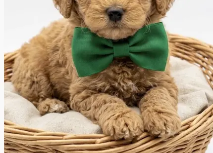 Cavapoo puppy for sale: Fluffy golden Cavapoo puppy wearing a green bow tie in a basket