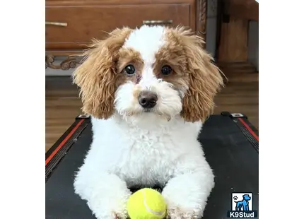 a goldendoodles dog sitting on a couch