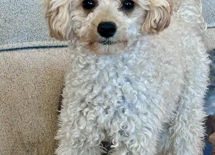 Poodle stud dog: Curly cream Poodle standing on a soft beige blanket
