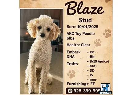 a poodle dog sitting on a carpet