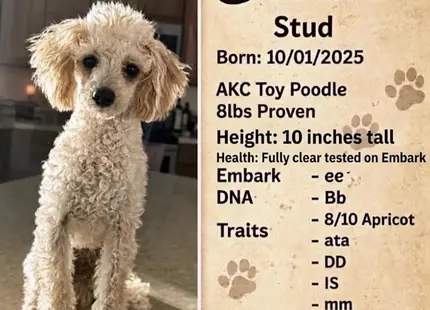 a poodle dog sitting on a carpet