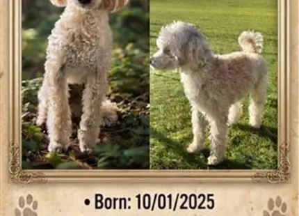 a poodle dog standing on a wood surface