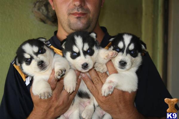 Siberian Husky dog