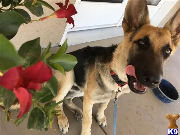 German Shepherd stud dog