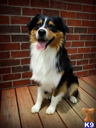 a australian shepherd dog sitting on a wood deck