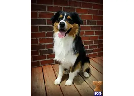 Australian Shepherd