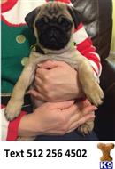 Pug