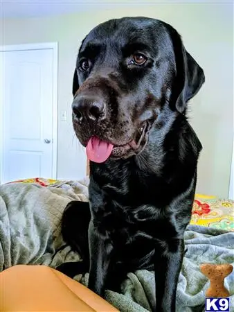 Labrador Retriever stud dog