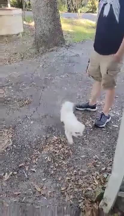 Pomeranian stud dog: Error: Operation returned an invalid status code BadRequest<br/>Stack Trace:    at Microsoft.Azure.CognitiveServices.Vision.ComputerVision.ComputerVisionClient.<DescribeImageInStreamWithHttpMessagesAsync>d__41.MoveNext()
--- End of stack t