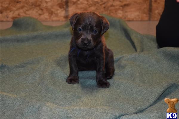 labrador retriever puppy posted by ffmedic86