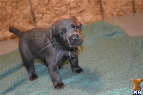 labrador retriever puppy posted by ffmedic86