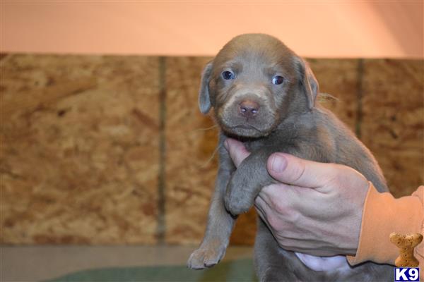 labrador retriever puppy posted by ffmedic86