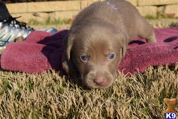 labrador retriever puppy posted by ffmedic86