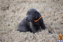 labrador retriever puppy posted by ffmedic86