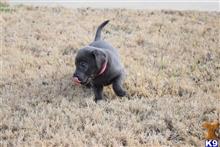 labrador retriever puppy posted by ffmedic86