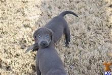 labrador retriever puppy posted by ffmedic86