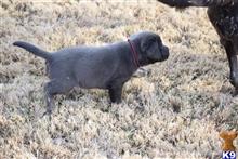 labrador retriever puppy posted by ffmedic86