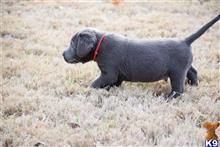 labrador retriever puppy posted by ffmedic86