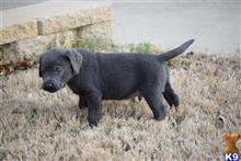 labrador retriever puppy posted by ffmedic86
