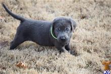 labrador retriever puppy posted by ffmedic86