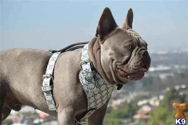 French Bulldog stud dog