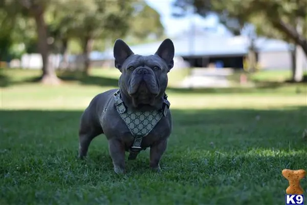 French Bulldog stud dog