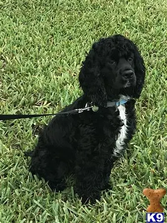 American Cocker Spaniel