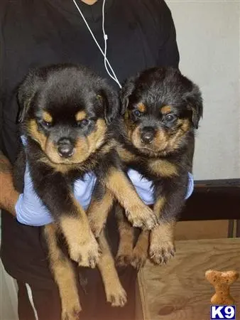 Rottweiler puppy for sale