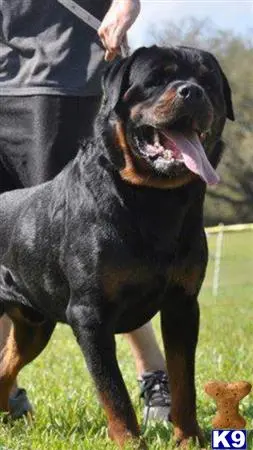 Rottweiler puppy for sale