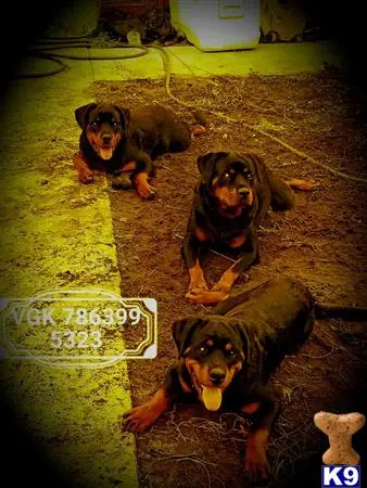 Rottweiler puppy for sale