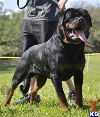 Rottweiler puppy for sale