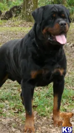 Rottweiler puppy for sale