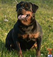 rottweiler puppy posted by fgrims