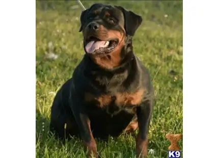 Rottweiler