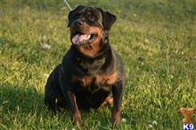 rottweiler puppy posted by fgrims