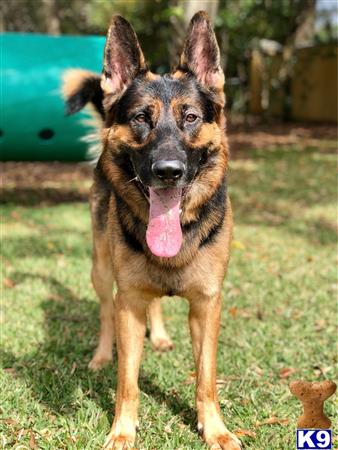 a german shepherd dog standing on grass