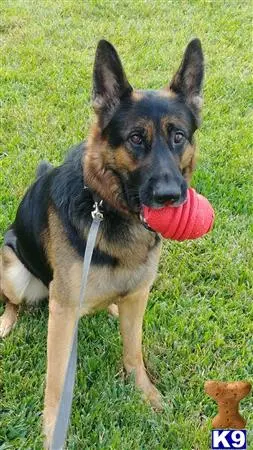 German Shepherd stud dog