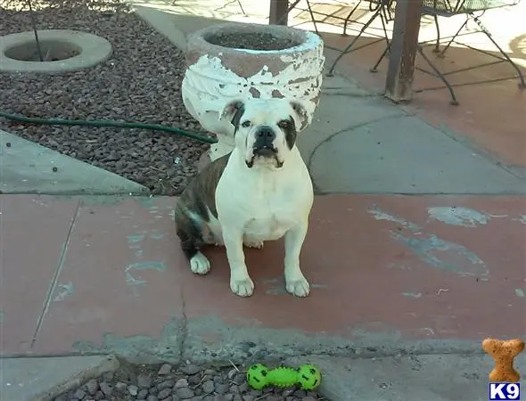 Old English Bulldog female dog