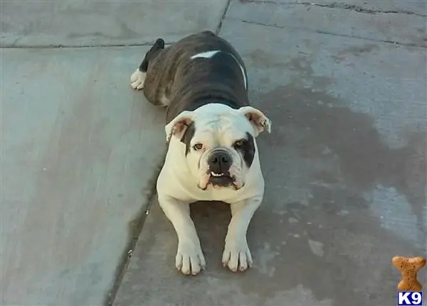 Old English Bulldog female dog