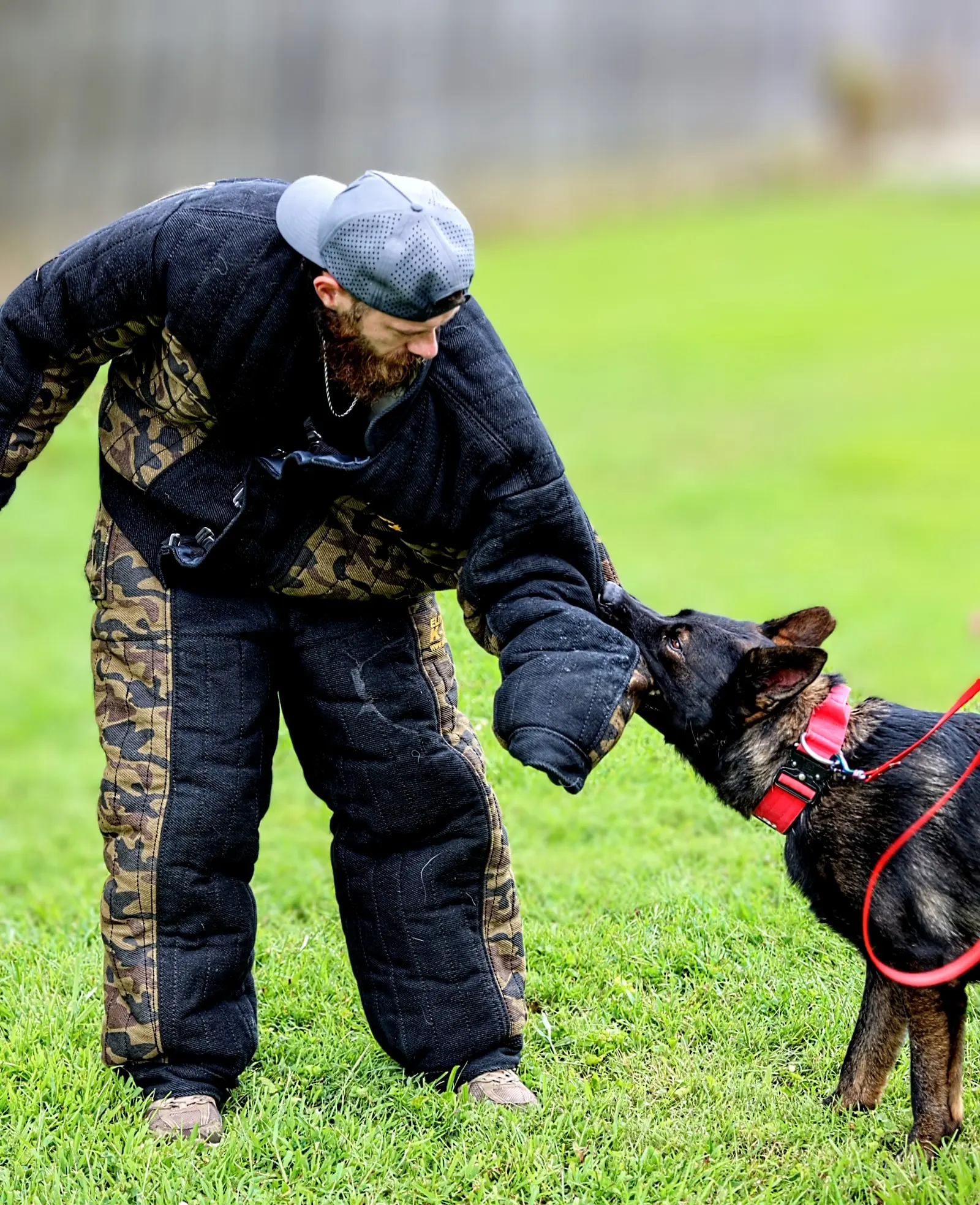 German Shepherd stud dog: German Shepherd in harness interacting with a person in protective gear